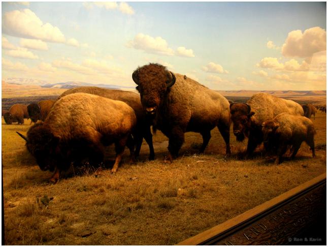 085 bisons